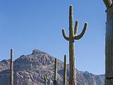 32 Organ Pipe Cactus NM 05